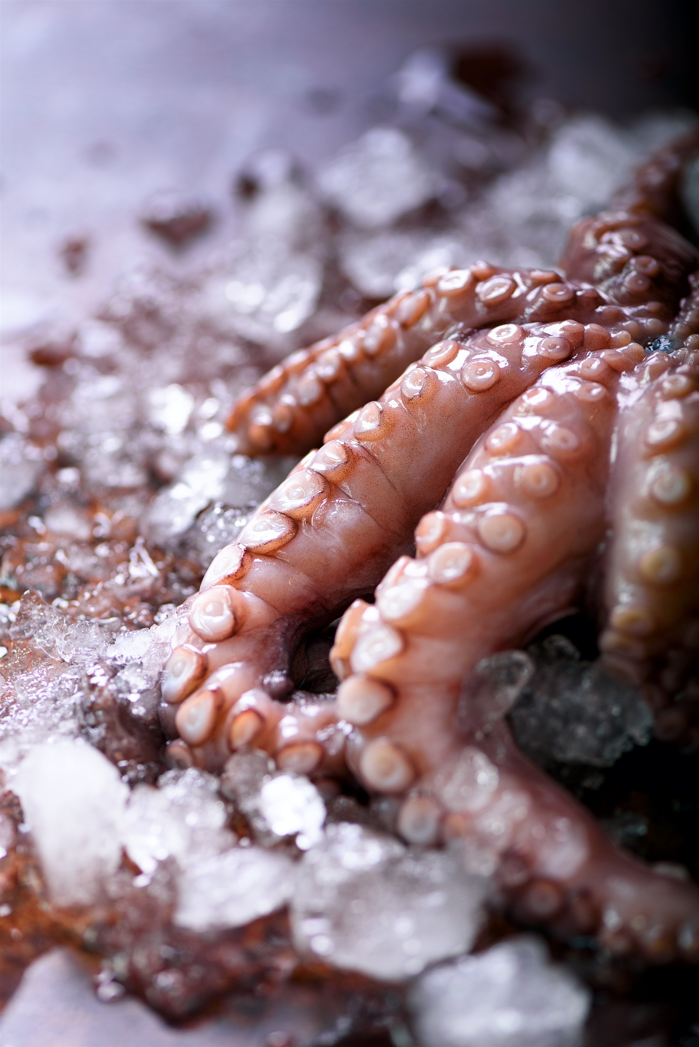 Pulpo fresco sobre hielo